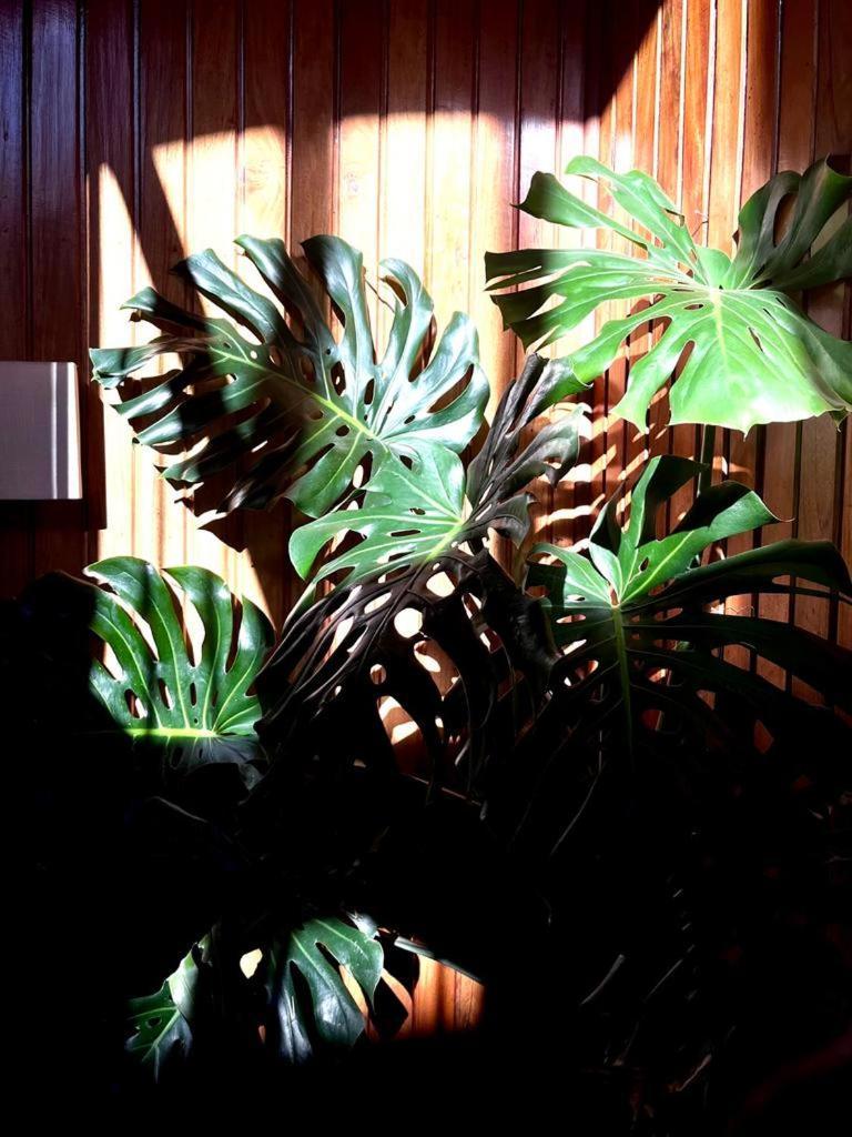 Residencial Moderna Hostel Torres Vedras Buitenkant foto